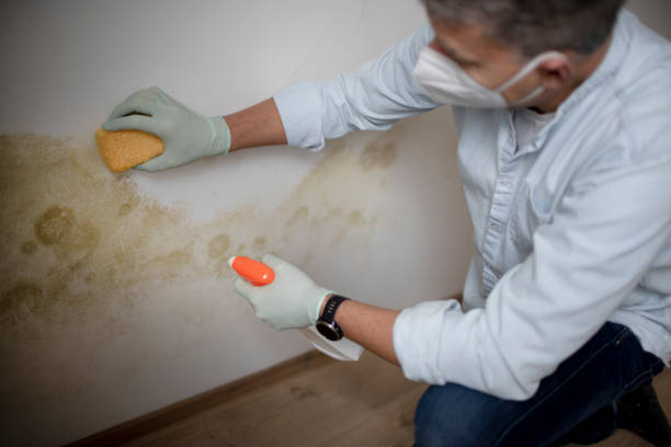 Best Post-Flood Mold Remediation in Galva, KS