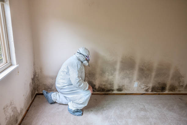 Best Attic Mold Remediation in Galva, KS