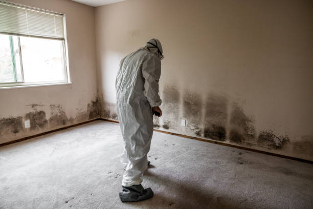 Best Basement Mold Remediation in Galva, KS